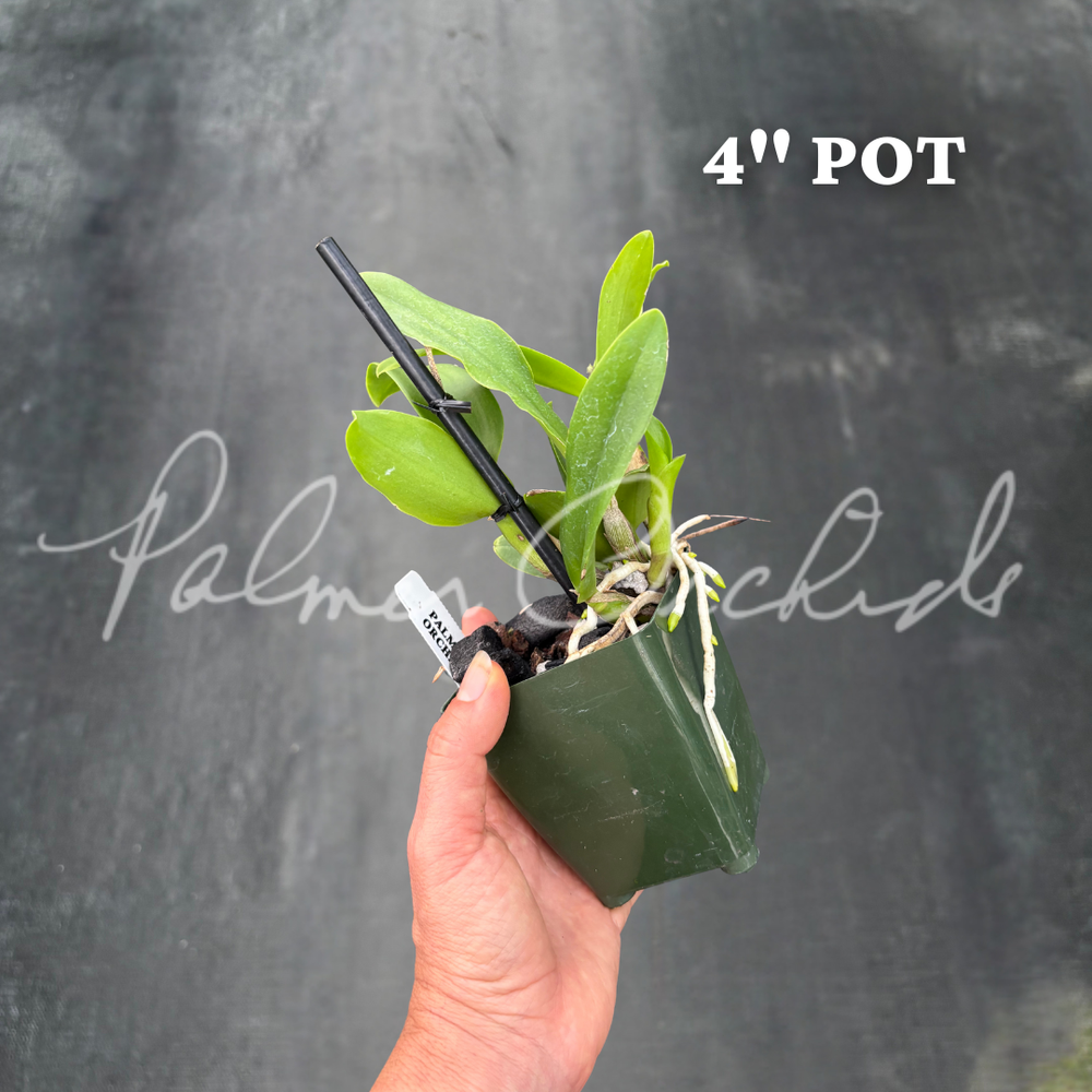 Bcn. Aka's Aloha — Palmer Orchids